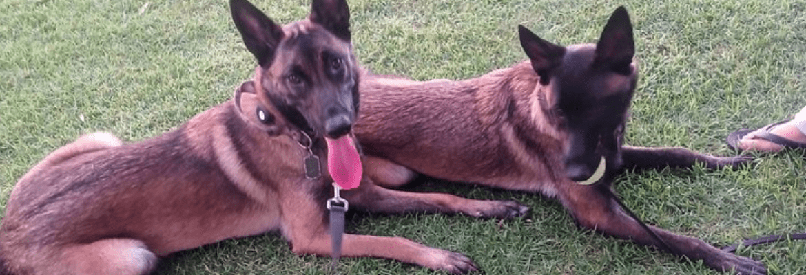 Blue Collar K9s