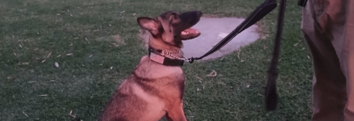 Blue Collar K9s